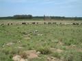 #8: the view to the South with the cattle on the confluence