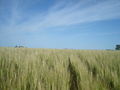 #8: El trigo - The wheat