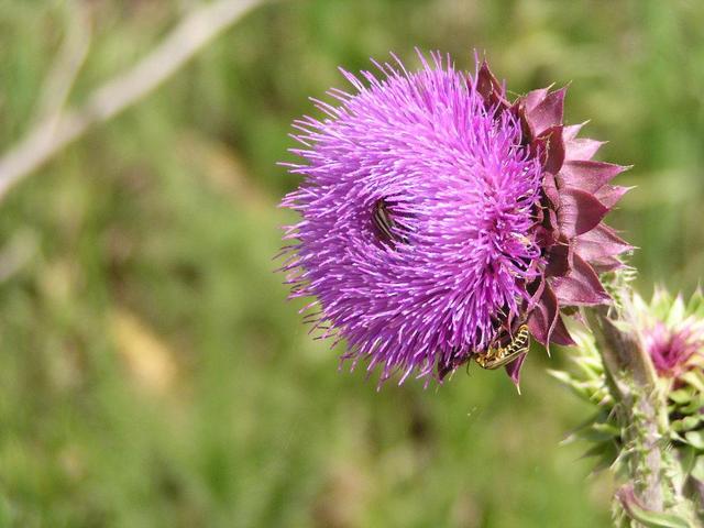 a thistle flower with a bee on it