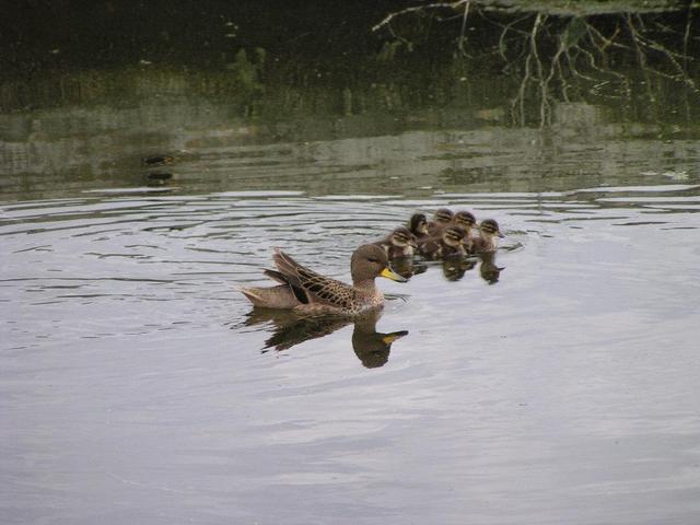 a duck family swimming in the nearby water pool
