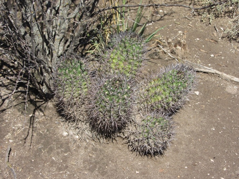 Cactus at the confluence