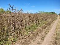 #2: Visão oeste - west view - vista oeste