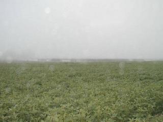 #1: Llueve sobre el sembrado de Soja Rain over the soy field