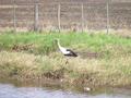 #3: a stork on route nr. 188