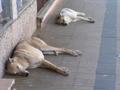 #9: having siesta on a hot Saturday afternoon at Rufino, Santa Fé