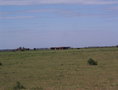 #9: Cows in the CP lands