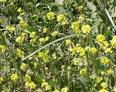 #7: Abejas colectando polen en las cercanías de la confluencia