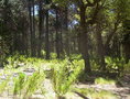 #9: Bosque de Araucarias. Araucarias forest