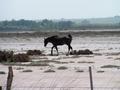 #9: horses are everywhere in Argentina