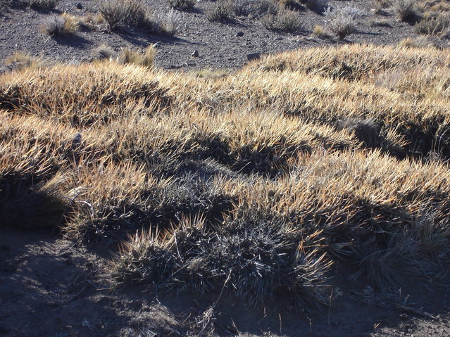 Tunales en la meseta impiden circular - "Vegetal nails" on the plateau