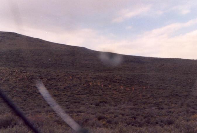 Guanacos, runing in the field.