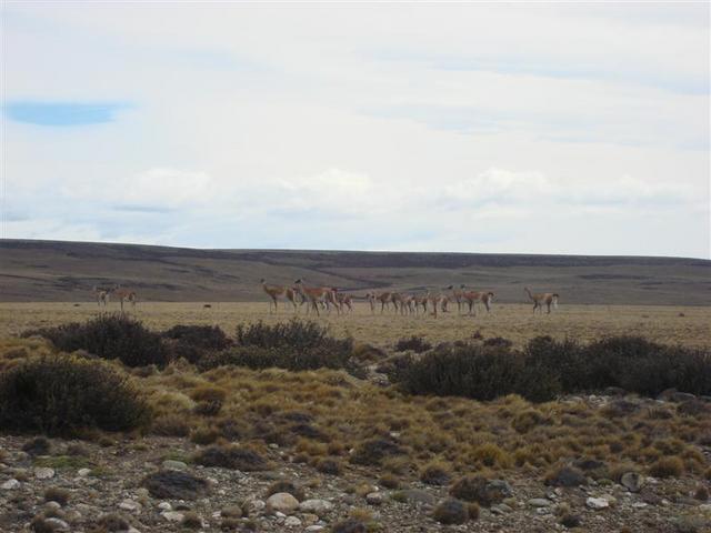 Guanacos near CP: Common animal in Patagonia