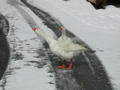 #2: Geese on the way