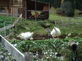 #6: Fortunately, the geese were in their pen