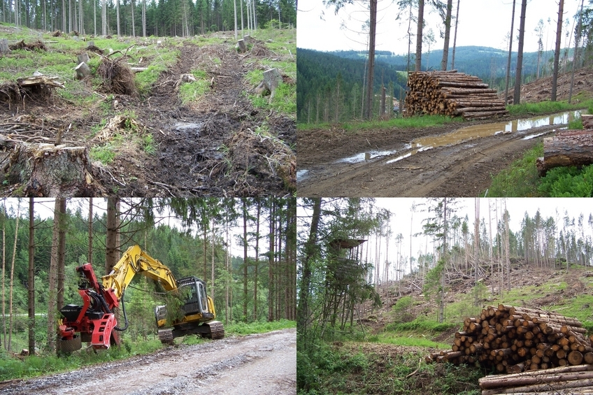 Forestry machine and results of its work
