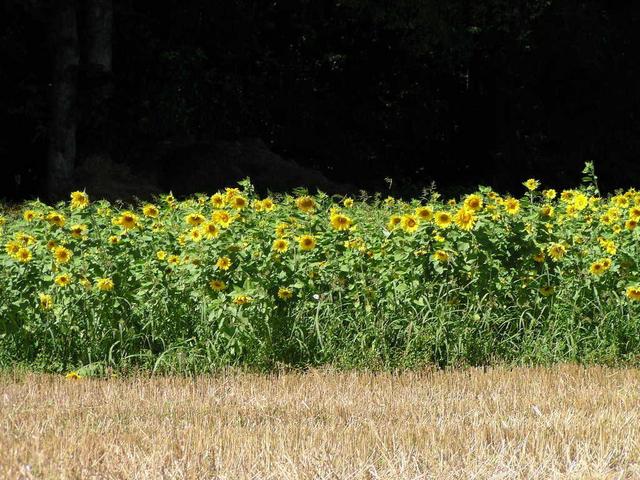 Sonnenblumenfeld/Field of Sunflowers