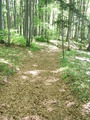 #7: The trail, passing the confluence in a distance of 40m and leads directly to Weissenbach