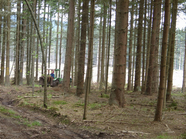 Friendly forest workers clearing windfall damages