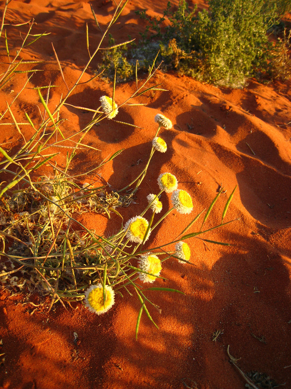 Desert Wildflowers at Cameron Corner