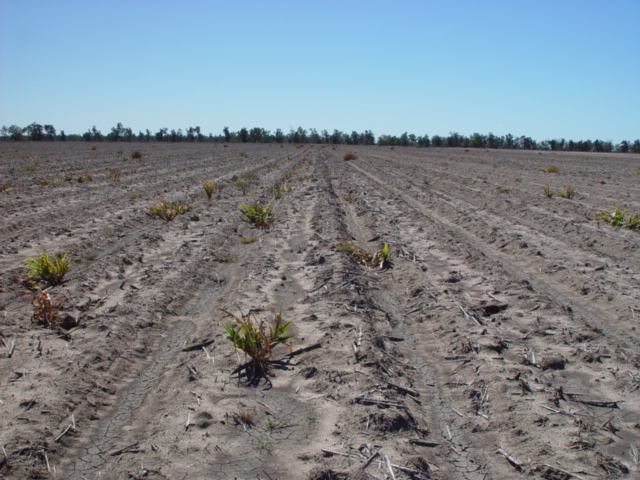 Failed crops at the confluence point near Mungindi