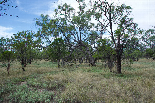 #1: The confluence point lies in grassland, among thinly-spaced eucalypts.  (This is also a view to the East.)