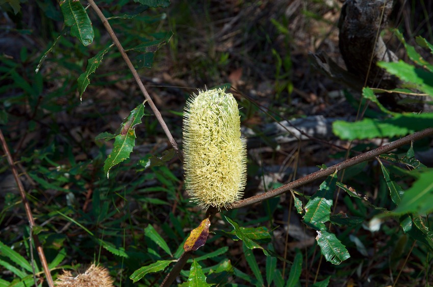 The confluence point lies in bushland. This Banksia plant marks the point.