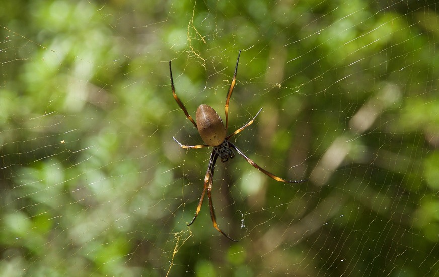 One of the many golden silk orb-weaver spiders seen en route
