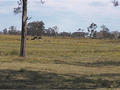 #2: The land is currently used for cattle grazing.