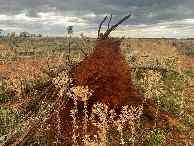 #7: A typical scene near the Degree Confluence Point: An uprooted tree, with red soil, and thistles growing alongside