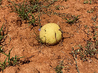 #7: Several of these small melons (apparently the field’s former crop) were strewn around the field