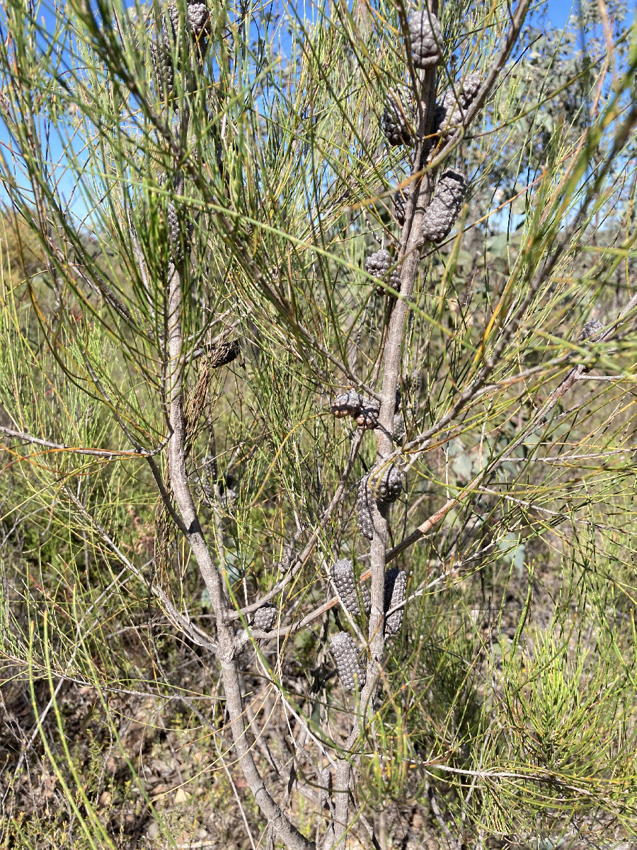 Black she-oak (Allocasuarina littoralis)