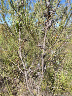 #9: Black she-oak (Allocasuarina littoralis)