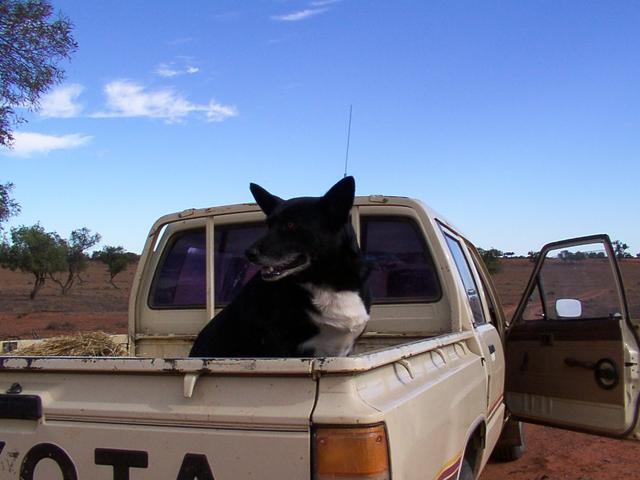 Owner's dog in the back of his ute