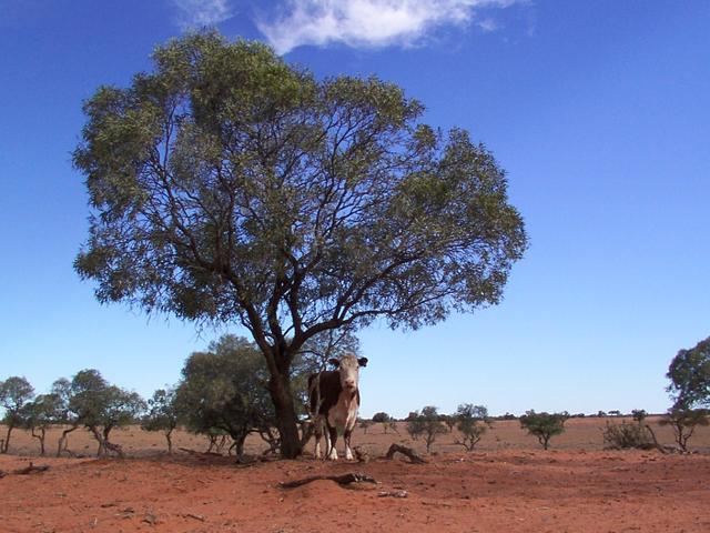 A cow under a tree near the confluence