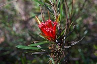 #12: This small flower (a "mountain devil", "Lambertia formosa") was blooming at the exact point where I got ‘all zeros’