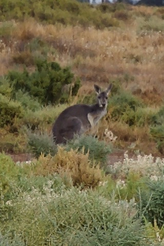 This curious kangaroo was watching me as I hiked to the point