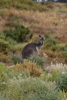 #12: This curious kangaroo was watching me as I hiked to the point