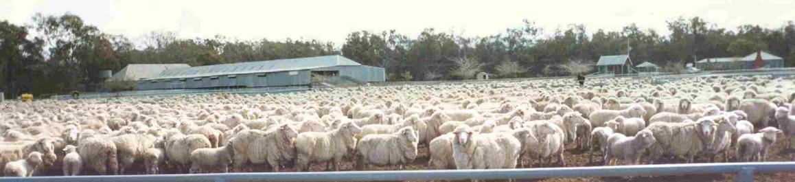 Tupra Station Woolshed during busier times. This is a day's work (2,000 sheep)