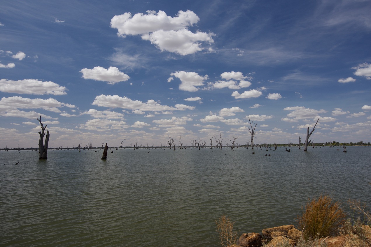 Dead trees in Lake Mulwala, an artificial lake located east of the point