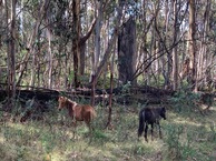 #9: Two ‘brumbies’ (feral horses) in the Snowy Mountains, a few km east of the point