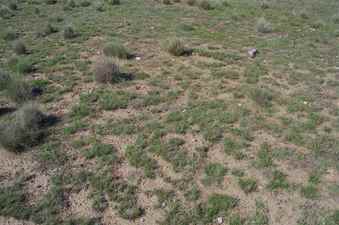 #1: The confluence point lies in thinly-vegetated pasture