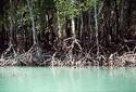 #9: Location C, Mangroves on Melville Island