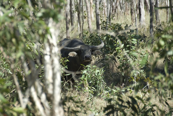There were water buffalo in the area