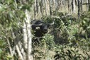 #8: There were water buffalo in the area