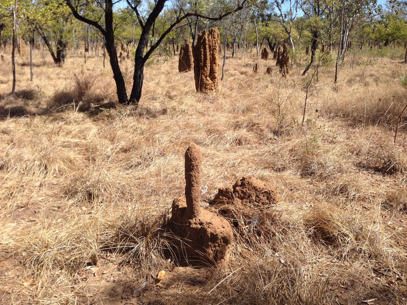 Termite mound in the area - perhaps a message there
