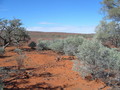 #7: View to confluence from  1.5km west across creekbed