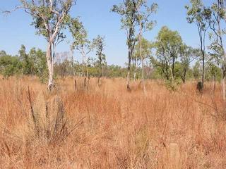 #1: General area - confluence is about a metre to the right of the termite mound in the foreground