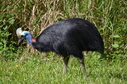 #10: A rare and endangered Cassowary not fare from the site.