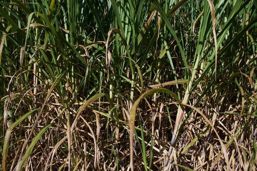 The confluence point lies 13 m inside this sugar cane crop. (This is also a view to the East)