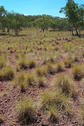 #3: Spinifex.